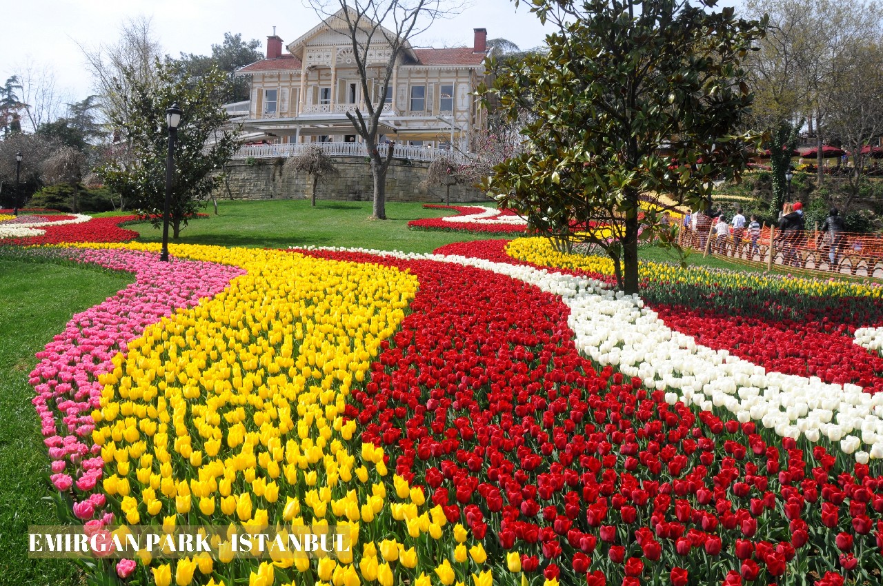 Day Tour - Istanbul Tulip Festival