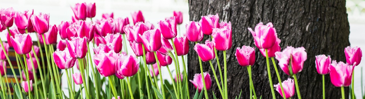 Day Tour - Istanbul Tulip Festival Day 1